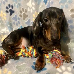 Dachshund Puppies from Mahzian Miniature Dachshunds