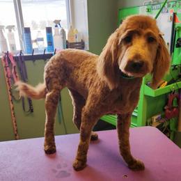 Sheila - Red  female Goldendoodle puppy in Holly, Colorado from Vida’s Loving Doodles