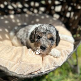 Blue Merle parti girl - Blue roan and tan Cockapoo puppy in Cassville, Missouri from CW Aussiedoodles