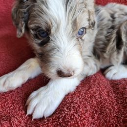 Sirius - Red merle male Bordoodle puppy in New Oxford, Pennsylvania from The Weekend Farm