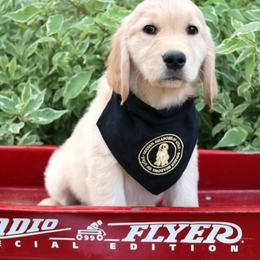 Golden Retriever Puppies from Golden Meadows of Utah