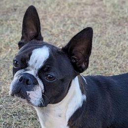 Clover - Boston Terrier