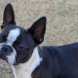 Clover - Boston Terrier