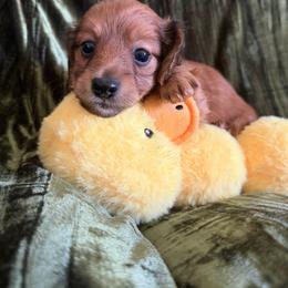 Rocky - Sable male Dachshund puppy in Bergen, New York from T. Rex Doxies & Friends