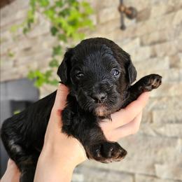 Yukon - Phantom male Bernedoodle puppy in Marshall, Michigan from Whispering Aspen Homestead