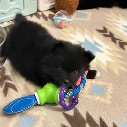 Abby - Black female Pomeranian puppy in Ocala, Florida from Roxy's Pomeranian Puppies