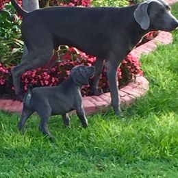 Long Haired Weimaraner and Weimaraner All Grown Up from Wiregrassweimaranerstoo
