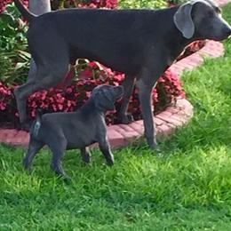 Long Haired Weimaraner and Weimaraner All Grown Up from Wiregrassweimaranerstoo