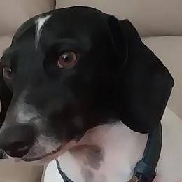 Watson - Dachshund