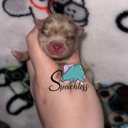 Storm - Chocolate merle female Pomeranian puppy in Perry County, Ohio from Speechless Pom’s