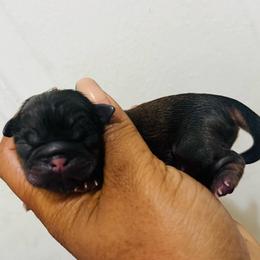 Boy 3 - Black male Shih Tzu puppy in Detroit, Michigan from Friends4everkennel LLC