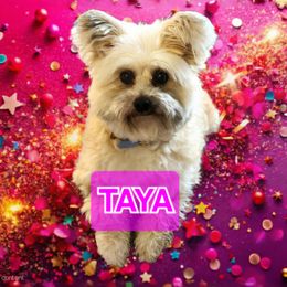 Taya - Yorkipoo