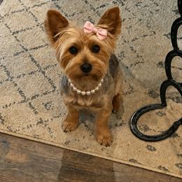 Bella - Yorkshire Terrier