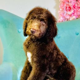 Bayou - Poodle