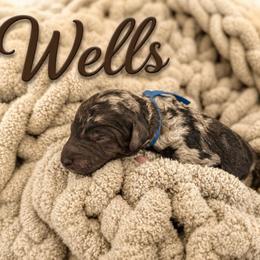 Wells - Blue merle male Bernedoodle puppy in Fort Collins, Colorado from Front Range Family Doodles