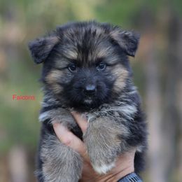 Falcons - Black and red female German Shepherd puppy in Oswego, New York from Vom Wolfgang Roma Kennels