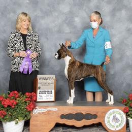 Drama - Boxer