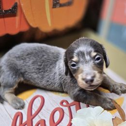 Ruff - Blue and tan male Dachshund puppy in Vacaville, California from SchmooterBabies