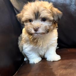 Titan - Fawn sable male Havanese puppy in Lancaster, South Carolina from 3 Bs Havanese-PUPPIES with  PURPOSE