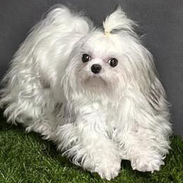 Cavapoo, Maltese, and Maltipoo Puppies from Carolina Canines