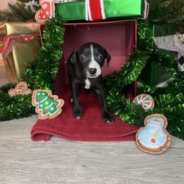 Echoe - White and black male Italian Greyhound puppy in Haywood, Kentucky from Kentucky Greyhounds