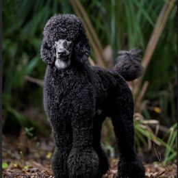Poodle All Grown Up from Knight’s Standard Poodles
