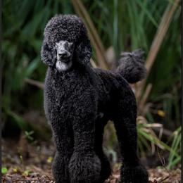 Poodle All Grown Up from Knight’s Standard Poodles