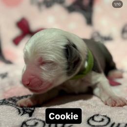 COOKIE - Gray and white female Sheepadoodle puppy in Riverside, California from Downtown Doodles & Frenchies