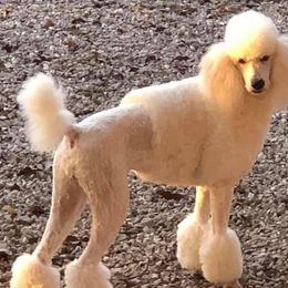 Poodles from Little Island Poodles