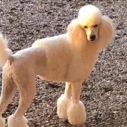 Poodles from Little Island Poodles