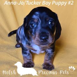 Anna-jo and Tucker Puppy 2 - Dapple male Dachshund puppy in Anamosa, Iowa from Melsh Precious Pets