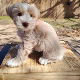 Winston - Wheaten male Miniature Schnauzer puppy in Diana, Texas from Happy Pawz Schnauzers