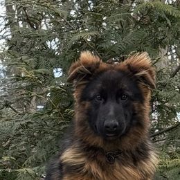 German Shepherd Puppies from Golden Ridge