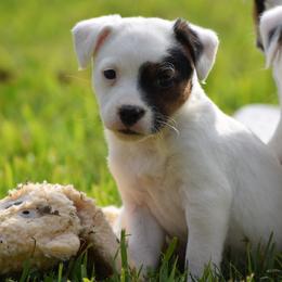 Delta - Tri-color female Jack Russell Terrier puppy in Menifee, California from Wendover Terriers