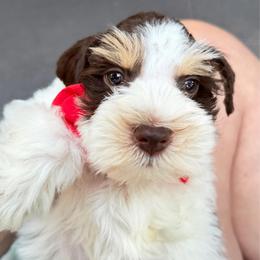 Pierre Tri White Choco Tan Parti boy READY Aug 4 th SUPER COATED - Parti male Miniature Schnauzer puppy in Temple, Texas from Schnauzers Of Taylor