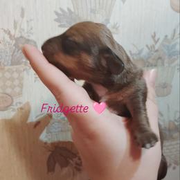 Dachshund Puppies from The Outlawed Dachshunds