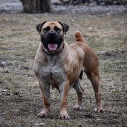 Montana - Boerboel