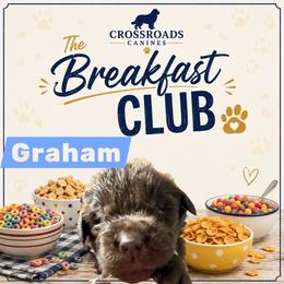 Graham - Brown male Newfoundland puppy in Saukville, Wisconsin from Crossroads Canines ~ Newfoundland Dogs