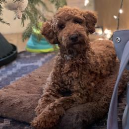 Bailey - Poodle