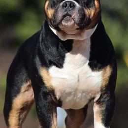 American Bullies from B&B Kennel