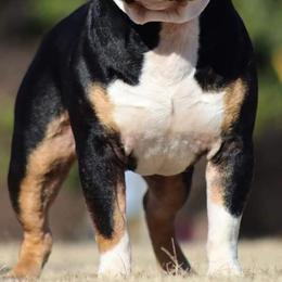 American Bullies from B&B Kennel
