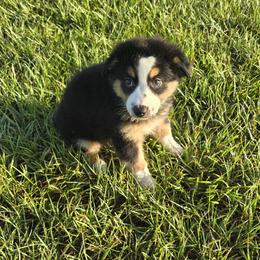 Girl 6 - Black tri-color female Australian Shepherd puppy in Lakeland, Florida from Diamond P Australian Shepherds