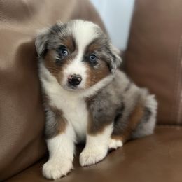 Fred - Blue merle male Miniature Australian Shepherd puppy in Greensboro, North Carolina from Rambling L Toy& Mini Aussies