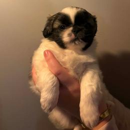 Aspen - Black and tan male Pekingese puppy in Brown City, Michigan from Sweet Pekes