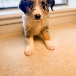 Blue Merle male 2 - Blue merle male Miniature Australian Shepherd puppy in Brooker, Florida from Honey, I Shrunk the Aussies