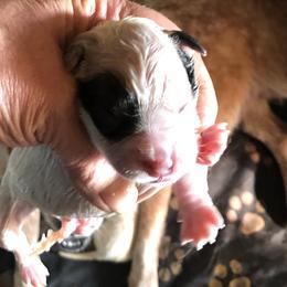 L65-02 - Red speckled male Australian Cattle Dog puppy in Sheridan, Oregon from 6pk Cattledogs