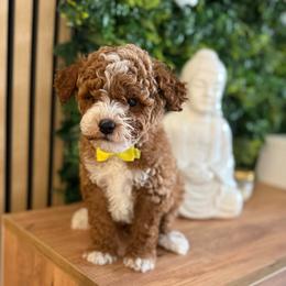Leo - Red  male Poodle puppy in Miami, Florida from Sakura Poodles