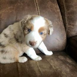 Australian Shepherd Puppies from TK Australian Shepherds