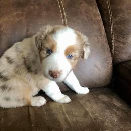 Australian Shepherd Puppies from TK Australian Shepherds