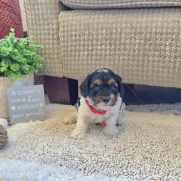 F1B Meet Boy 2 :) - Tri-color male Cavapoo puppy in Centerville, Iowa from Barnyard Dachshunds, Dals & Doodles